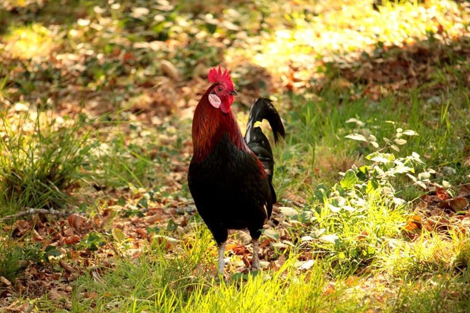 Апартаменти 2 Coeurs 2 Landes Garrosse Екстер'єр фото